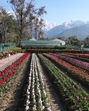The facility, which is Himachal’s first Tulip Garden, was developed by CSIR- Institute of Himalayan Bioresource Technology (IHBT), Palampur. (HT File) The facility, which is Himachal’s first Tulip Garden, was developed by CSIR- Institute of Himalayan Bioresource Technology (IHBT), Palampur. (HT File)