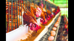 At a poultry farm. (Adobe Stock) At a poultry farm. (Adobe Stock)
