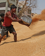 Labourers pile up the wheat grain at Anaj Mandi on a bright sunny day, in Gurugram on Friday. (File) Labourers pile up the wheat grain at Anaj Mandi on a bright sunny day, in Gurugram on Friday. (File)