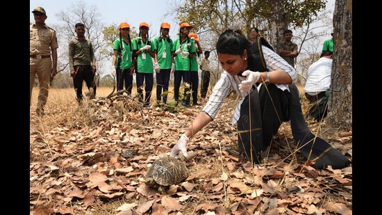 A final group continues to undergo rehabilitation and is expected to be considered for release in due course, said a senior official from the Pune Forest Department. (HT) A final group continues to undergo rehabilitation and is expected to be considered for release in due course, said a senior official from the Pune Forest Department. (HT)