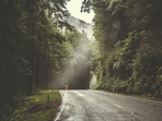 The dense forest area was quite scary for the five men as it was frequented by wild animals, including boars and elephants.( Representative Image/Unsplash) The dense forest area was quite scary for the five men as it was frequented by wild animals, including boars and elephants.( Representative Image/Unsplash)