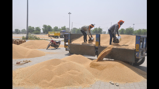 Labourers unload wheat from trolleys after its harvesting, in Sonepat, Haryana, on Monday. (PTI) Labourers unload wheat from trolleys after its harvesting, in Sonepat, Haryana, on Monday. (PTI)