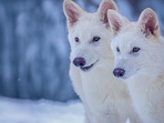This undated photo provided by Colossal Biosciences shows Romulus and Remus, both 3-months old and genetically engineered with similarities to the extinct dire wolf.(AP) This undated photo provided by Colossal Biosciences shows Romulus and Remus, both 3-months old and genetically engineered with similarities to the extinct dire wolf.(AP)