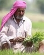 To start the transplantation of paddy saplings the farmers would start making setting nurseries from May 1. In the state, paddy is sown over nearly 30 lakh hectares (75 lakh acres). (HT File) To start the transplantation of paddy saplings the farmers would start making setting nurseries from May 1. In the state, paddy is sown over nearly 30 lakh hectares (75 lakh acres). (HT File)
