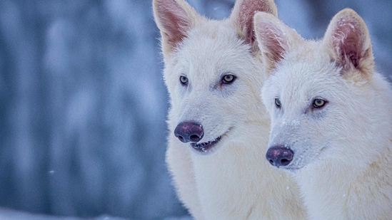 This undated photo provided by Colossal Biosciences shows Romulus and Remus, both 3-months old and genetically engineered with similarities to the extinct dire wolf.(AP) This undated photo provided by Colossal Biosciences shows Romulus and Remus, both 3-months old and genetically engineered with similarities to the extinct dire wolf.(AP)
