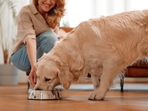 It is essential to understand what our pets need and what we should avoid feeding them. (Shutterstock) It is essential to understand what our pets need and what we should avoid feeding them. (Shutterstock)