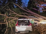 Fallen tree branches on an arterial road in Gurugram. (PTI) Fallen tree branches on an arterial road in Gurugram. (PTI)