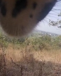 This was the first time in India that a camera collar captured the world through the eyes of a wild leopard, WII’s Bilal Habib said in a post on X. (X/wildwithwolves) This was the first time in India that a camera collar captured the world through the eyes of a wild leopard, WII’s Bilal Habib said in a post on X. (X/wildwithwolves)