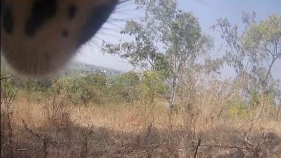 This was the first time in India that a camera collar captured the world through the eyes of a wild leopard, WII’s Bilal Habib said in a post on X. (X/wildwithwolves) This was the first time in India that a camera collar captured the world through the eyes of a wild leopard, WII’s Bilal Habib said in a post on X. (X/wildwithwolves)