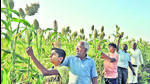 Sangli, India – February 9: Farmer Mahavir Tamgave (2L) and family members working in a sorghum field in village Kavthepiran near Sangli in Maharashtra, India on Tuesday, February 9, 2021. (Photo by Uday Deolekar / Hindustan Times) (UDAY DEOLEKAR) Sangli, India – February 9: Farmer Mahavir Tamgave (2L) and family members working in a sorghum field in village Kavthepiran near Sangli in Maharashtra, India on Tuesday, February 9, 2021. (Photo by Uday Deolekar / Hindustan Times) (UDAY DEOLEKAR)