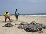 Volunteers gather the carcasses of endangered olive ridley sea turtles to bury after they washed ashore on Kovalam beach, on the outskirts of Chennai. (AP) Volunteers gather the carcasses of endangered olive ridley sea turtles to bury after they washed ashore on Kovalam beach, on the outskirts of Chennai. (AP)
