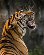 The tiger then sat in the jungle, keeping its paw on the child’s neck for an extended period. After a strenuous effort, the forest officials managed to scare the tiger away and recovered the child’s body. (Representational image) The tiger then sat in the jungle, keeping its paw on the child’s neck for an extended period. After a strenuous effort, the forest officials managed to scare the tiger away and recovered the child’s body. (Representational image)