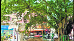 The tree stands across the lane from Nathu Sweets in New Friends Colony Community market. (HT Photo) The tree stands across the lane from Nathu Sweets in New Friends Colony Community market. (HT Photo)