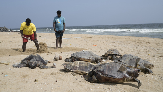 Volunteers gather the carcasses of endangered olive ridley sea turtles to bury after they washed ashore on Kovalam beach, on the outskirts of Chennai.&nbsp;(AP)