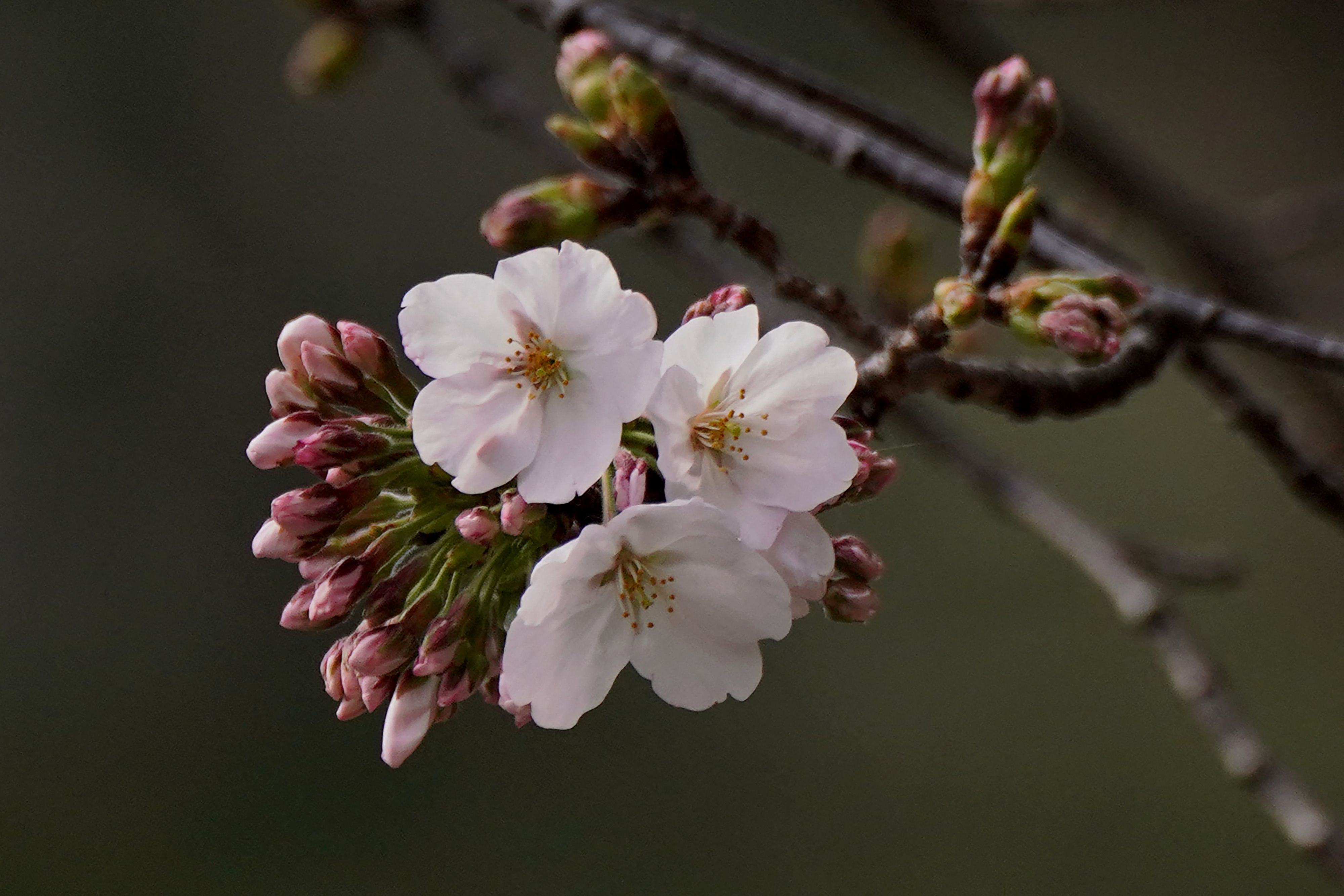 This file photo shows flowering cherry blossoms and buds from a sample cherry tree, Somei Yoshino species. Japan's famed cherry trees are getting old but a new AI tool that assesses photos of the delicate pink and white flowers could help preserve them for future generations. The "sakura" season is feverishly anticipated by locals and visitors alike, with the profusion of the stunning blossoms marking the start of spring. (Photo by Kazuhiro NOGI / AFP) This file photo shows flowering cherry blossoms and buds from a sample cherry tree, Somei Yoshino species. Japan's famed cherry trees are getting old but a new AI tool that assesses photos of the delicate pink and white flowers could help preserve them for future generations. The "sakura" season is feverishly anticipated by locals and visitors alike, with the profusion of the stunning blossoms marking the start of spring. (Photo by Kazuhiro NOGI / AFP)