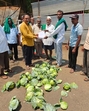 A group of farmers in Belagavi have submitted a memorandum to Belagavi deputy commissioner after the price of the cabbage dropped to 60 paise per kg in the north Karnataka region (HT photo) A group of farmers in Belagavi have submitted a memorandum to Belagavi deputy commissioner after the price of the cabbage dropped to 60 paise per kg in the north Karnataka region (HT photo)