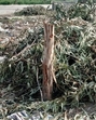 The divisional forest officer said no proper assessment of the felled trees was conducted. (HT Photo) The divisional forest officer said no proper assessment of the felled trees was conducted. (HT Photo)