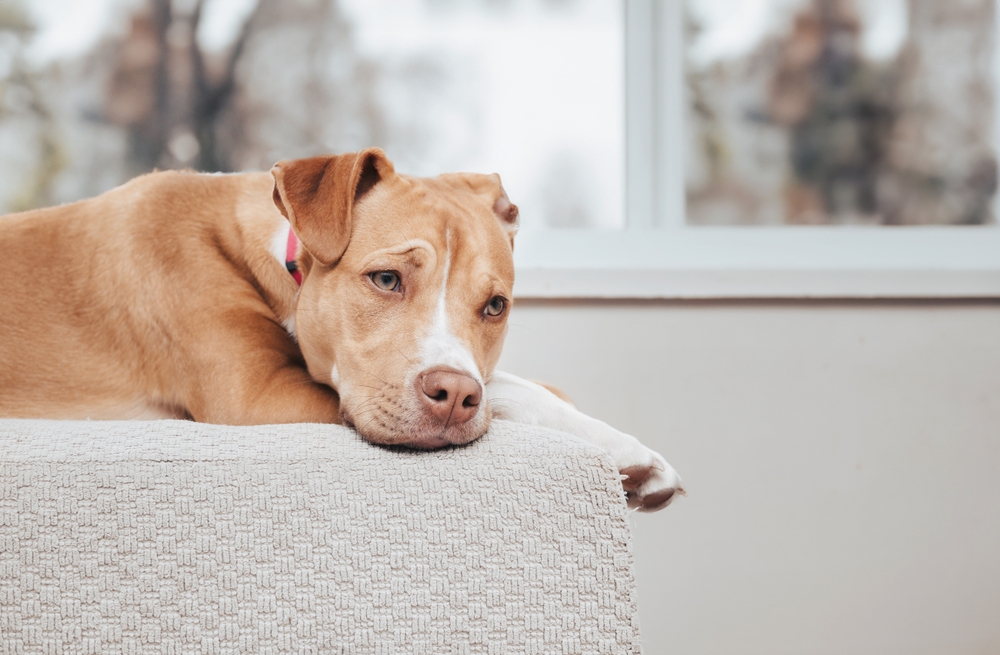 Pets can sense the distress of a breakup, too.(Shutterstock) Pets can sense the distress of a breakup, too.(Shutterstock)