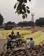 With only 7 to 8 acres of designated land (phad) available, the mandi in Sangrur is struggling to accommodate large volume of wheat crop. (HT Photo) With only 7 to 8 acres of designated land (phad) available, the mandi in Sangrur is struggling to accommodate large volume of wheat crop. (HT Photo)