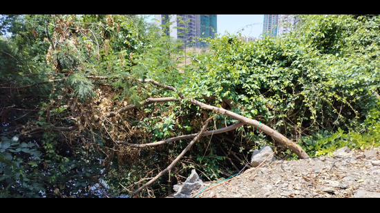The complaint states that action should be taken as per the provisions of the Maharashtra (Urban Areas) Protection and Preservation of Trees Act 1975, informed civic activist Raju Savle. (HT) The complaint states that action should be taken as per the provisions of the Maharashtra (Urban Areas) Protection and Preservation of Trees Act 1975, informed civic activist Raju Savle. (HT)