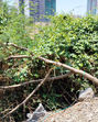 The complaint states that action should be taken as per the provisions of the Maharashtra (Urban Areas) Protection and Preservation of Trees Act 1975, informed civic activist Raju Savle. (HT) The complaint states that action should be taken as per the provisions of the Maharashtra (Urban Areas) Protection and Preservation of Trees Act 1975, informed civic activist Raju Savle. (HT)