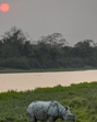 A one horned rhinoceros grazes inside the Kaziranga national park in Assam (AP FILE) A one horned rhinoceros grazes inside the Kaziranga national park in Assam (AP FILE)