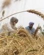 Congress MLA and All India Kisan Congress chairman Sukhpal Singh Khaira has also demanded compensation of <span class='webrupee'>₹</span>50,000 per acre for farmers impacted by weather-induced crop losses. (HT File) Congress MLA and All India Kisan Congress chairman Sukhpal Singh Khaira has also demanded compensation of <span class='webrupee'>₹</span>50,000 per acre for farmers impacted by weather-induced crop losses. (HT File)