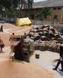 Out of the 559,898 MT of wheat that has arrived in the district so far, government agencies have procured 374,750 MT but have only lifted 135,172 MT, leaving a considerable 239,578 MT unlifted. (HT Photo) Out of the 559,898 MT of wheat that has arrived in the district so far, government agencies have procured 374,750 MT but have only lifted 135,172 MT, leaving a considerable 239,578 MT unlifted. (HT Photo)