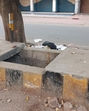 A drain without a cover (HT Photo) A drain without a cover (HT Photo)
