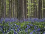 Bluebells, also known as wild hyacinth, bloom among the trees in the Hallerbos forest, south of Brussels, Belgium.(AP Photo/Virginia Mayo) Bluebells, also known as wild hyacinth, bloom among the trees in the Hallerbos forest, south of Brussels, Belgium.(AP Photo/Virginia Mayo)