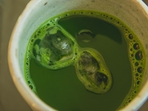 Regular matcha consumption may offer a strategy for cognitive enhancement with age, per a study. (Pexels) Regular matcha consumption may offer a strategy for cognitive enhancement with age, per a study. (Pexels)