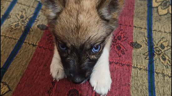 Cherry, the three-month-old black Golden Breed Husky. (HT Photo) Cherry, the three-month-old black Golden Breed Husky. (HT Photo)