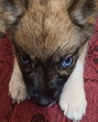Cherry, the three-month-old black Golden Breed Husky. (HT Photo) Cherry, the three-month-old black Golden Breed Husky. (HT Photo)