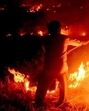 Till April 24, MP recorded 24,953 instances of stubble burning, which is three times of cases registered in 2024 and 42% of cases registered in 2023, as per the government data. (ANI/Representative) Till April 24, MP recorded 24,953 instances of stubble burning, which is three times of cases registered in 2024 and 42% of cases registered in 2023, as per the government data. (ANI/Representative)