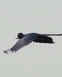 A greater racket-tailed drongo spotted in the open agricultural fields in Jhanjhrola while being chased by crows and black drongos. (Credit: Akshat Dua) A greater racket-tailed drongo spotted in the open agricultural fields in Jhanjhrola while being chased by crows and black drongos. (Credit: Akshat Dua)