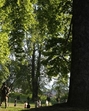 Paramilitary personnel inside Mughal garden in Srinagar on Sunday. (AP) Paramilitary personnel inside Mughal garden in Srinagar on Sunday. (AP)