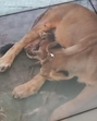 The lioness with the cubs. (HT Photo) The lioness with the cubs. (HT Photo)