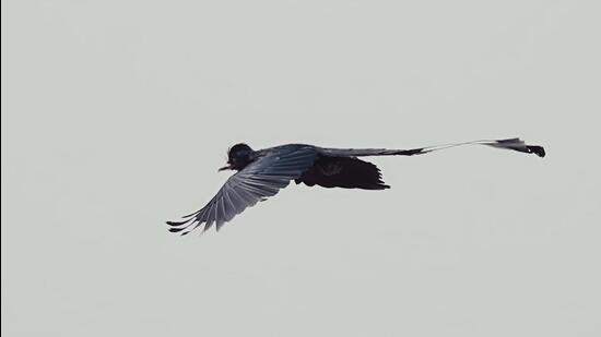 A greater racket-tailed drongo spotted in the open agricultural fields in Jhanjhrola while being chased by crows and black drongos. (Credit: Akshat Dua) A greater racket-tailed drongo spotted in the open agricultural fields in Jhanjhrola while being chased by crows and black drongos. (Credit: Akshat Dua)