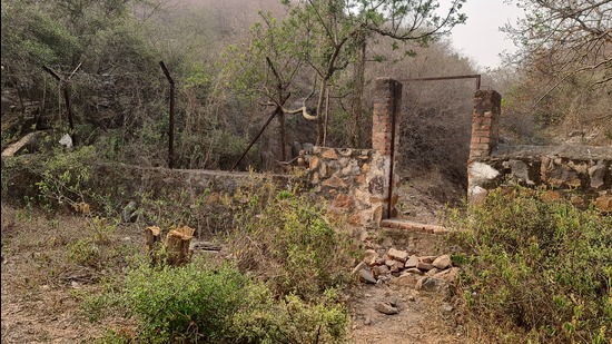 Rampant poaching, illegal tree felling are destroying habitats in forests of Gurugram. (HT PHOTO) Rampant poaching, illegal tree felling are destroying habitats in forests of Gurugram. (HT PHOTO)