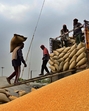 Workers unload wheat sacks from a truck at the Ludhiana grain market on Monday. (Gurpreet Singh/ HT) Workers unload wheat sacks from a truck at the Ludhiana grain market on Monday. (Gurpreet Singh/ HT)