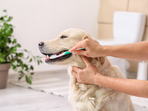 Pets too, require a dedicated oral care routine.(Shutterstock) Pets too, require a dedicated oral care routine.(Shutterstock)