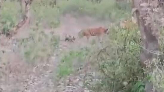 Tigress ST-30 has been spotted with three cubs in Sariska Tiger Reserve Tigress ST-30 has been spotted with three cubs in Sariska Tiger Reserve