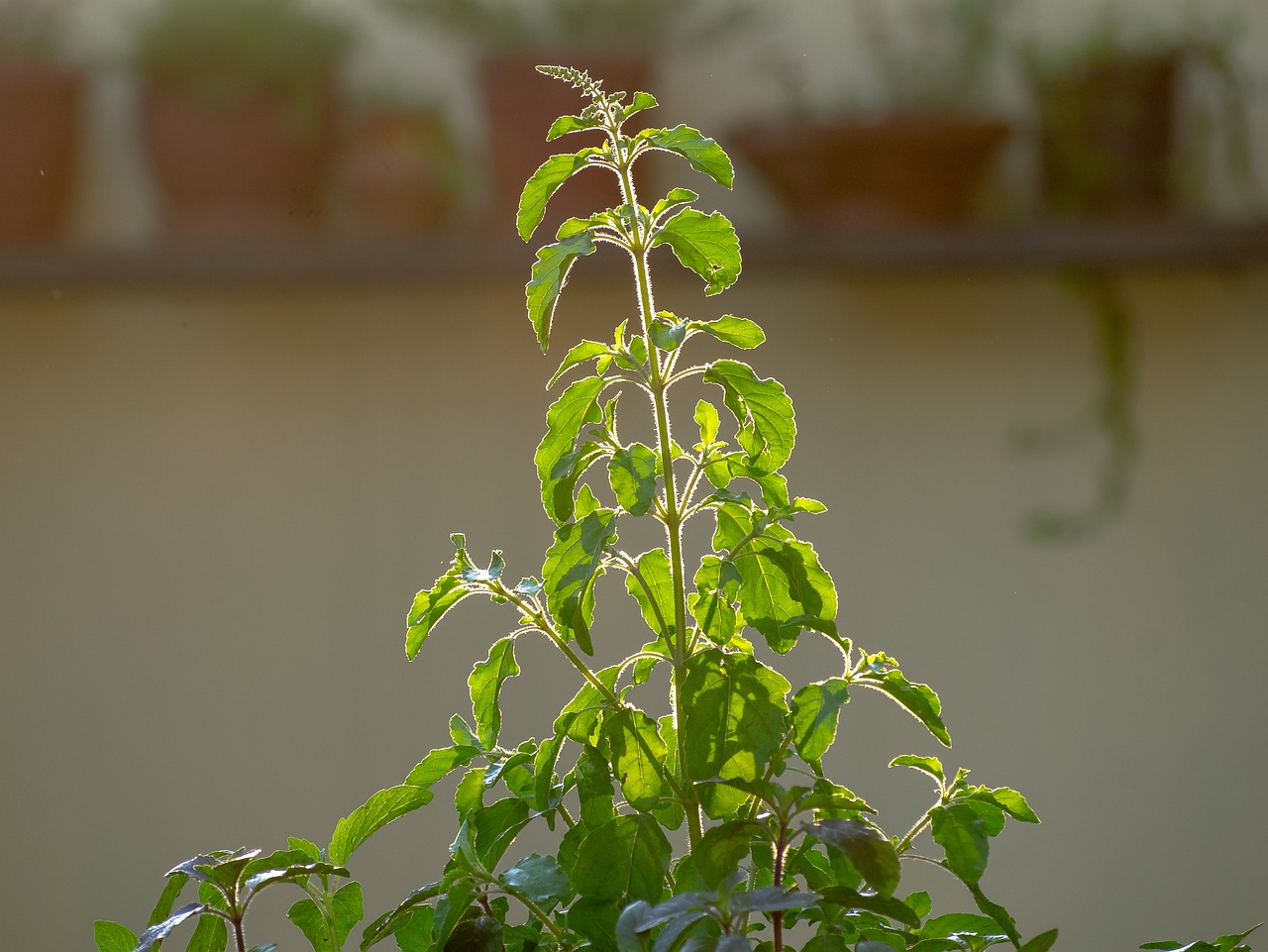 Bringing home a Tulsi plant on Akshaya Tritiya is believed to attract purity. (Pixabay) Bringing home a Tulsi plant on Akshaya Tritiya is believed to attract purity. (Pixabay)