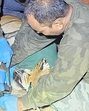 Forest officials from Corbett Tiger Reserve tranquilises the fifth tiger—a male from the Bijrani range Forest officials from Corbett Tiger Reserve tranquilises the fifth tiger—a male from the Bijrani range