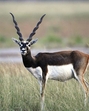 The blackbuck (HT File Photo) The blackbuck (HT File Photo)