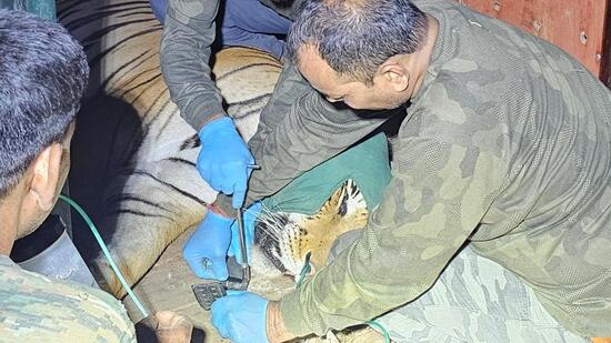 Forest officials from Corbett Tiger Reserve tranquilises the fifth tiger—a male from the Bijrani range Forest officials from Corbett Tiger Reserve tranquilises the fifth tiger—a male from the Bijrani range