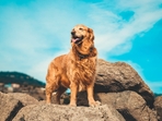 New Golden Retriever video goes viral (Unsplash) New Golden Retriever video goes viral (Unsplash)