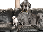 A 7-year-old Great Dane and a 4-year-old Chihuahua, one towering at 3 feet 4 inches and the other just 3.59 inches tall, shared a playdate.(x/@GWR) A 7-year-old Great Dane and a 4-year-old Chihuahua, one towering at 3 feet 4 inches and the other just 3.59 inches tall, shared a playdate.(x/@GWR)