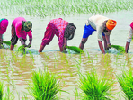 Agriculture (AFP) Agriculture (AFP)