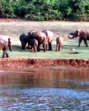 The census will be held at various locations--Bhimashankar Wildlife Sanctuary in Junnar, Tamhini Wildlife Sanctuary in Pune, Mayureshwar Wildlife Sanctuary in Supe, Rehekuru Blackbuck Sanctuary in Ahmednagar, Great Indian Bustard Sanctuary in Solapur and Shrigonda tehsil of Ahmednagar district. (REPRESENTATIVE PHOTO) The census will be held at various locations--Bhimashankar Wildlife Sanctuary in Junnar, Tamhini Wildlife Sanctuary in Pune, Mayureshwar Wildlife Sanctuary in Supe, Rehekuru Blackbuck Sanctuary in Ahmednagar, Great Indian Bustard Sanctuary in Solapur and Shrigonda tehsil of Ahmednagar district. (REPRESENTATIVE PHOTO)